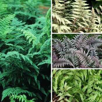Athyrium - 'Multiple Varieties' Wood Fern