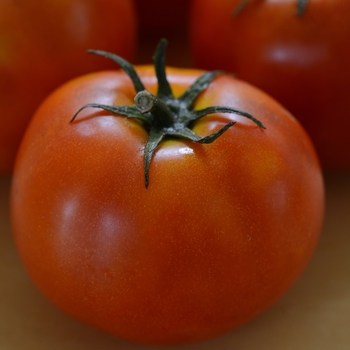 Lycopersicon esculentum - 'Little Sicily' Slicer Tomato