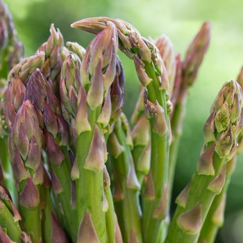 Asparagus officinalis - 'Jersey Knight'