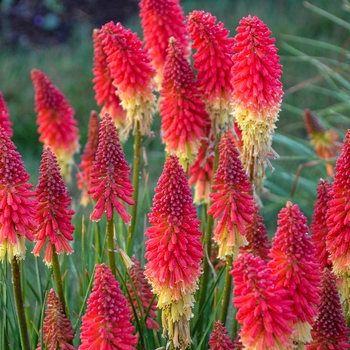 Kniphofia (Red Hot Poker) - Pyromania&reg; 'Rocket's Red Glare'