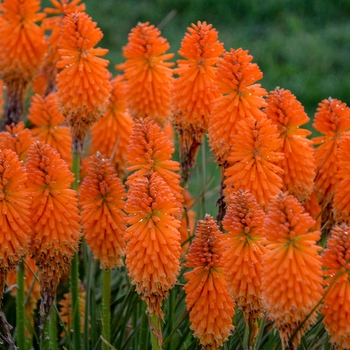 Kniphofia (Red Hot Poker) - Pyromania&reg; 'Orange Blaze'
