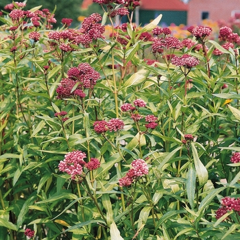 Asclepias incarnata - 'Soulmate' Swamp Milkweed