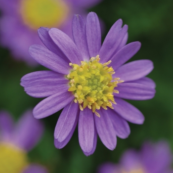 Brachyscome - 'Amethyst'