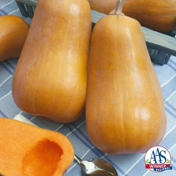 Cucurbita moschata - 'Honeybaby' Winter Squash