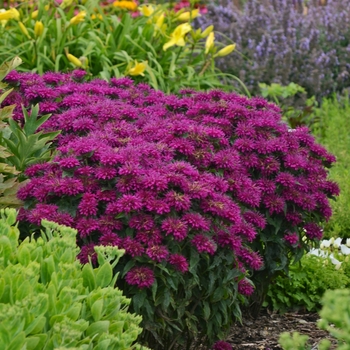 Monarda didyma (Bee Balm, Bergamot) - Sugar Buzz&reg; ''Grape Gumball''