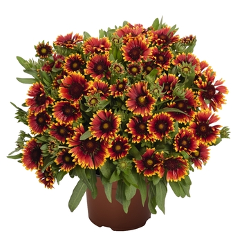 Gaillardia aristata - 'SpinTop Orange Halo' Blanket Flower