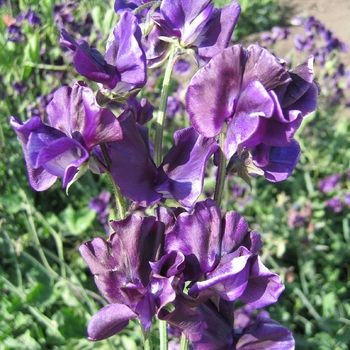 Lathyrus odoratus (Sweet Pea) - Mammoth 'Navy Blue'