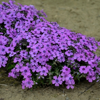 Phlox subulata - 'Eye Shadow' Creeping Phlox