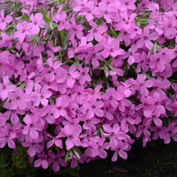 Phlox - 'Magenta Sprite' Creeping Phlox