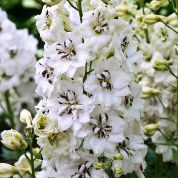 Delphinium elatum (Larkspur) - New Millennium&trade; 'Black Eyed Angels'