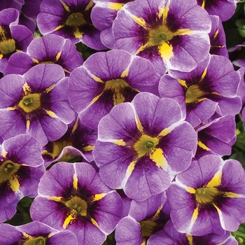 Calibrachoa - Superbells&reg; 'Evening Star&trade;'