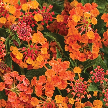 Lantana camara - Luscious&reg; 'Marmalade'