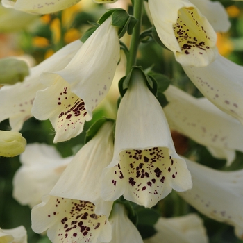 Digitalis purpurea (Foxglove) - 'Dalmatian Cream'