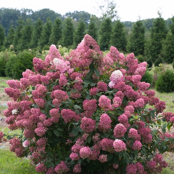 Hydrangea paniculata - 'Fire Light&reg;' Panicle Hydrangea