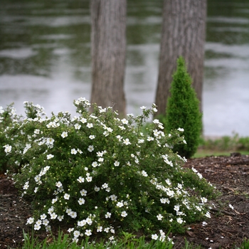 Potentilla fruticosa - Happy Face&reg; 'White'