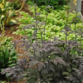 Cimicifuga - 'Chocoholic' Black Snakeroot