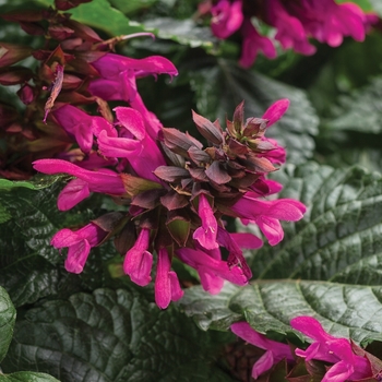 Salvia - Rockin&reg; 'Fuchsia'