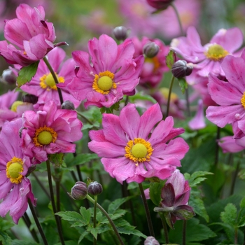 Anemone - 'Curtain Call Deep Rose' Japanese Anemone