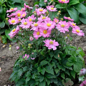 Anemone - 'Curtain Call Pink' Japanese Anemone