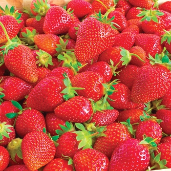 Fragaria - 'Ozark Beauty' Strawberry