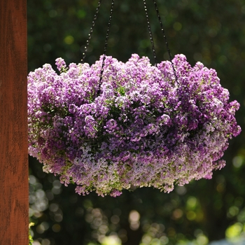 Lobularia maritima (Alyssum) - Clear Crystal&reg; Lavender Shades
