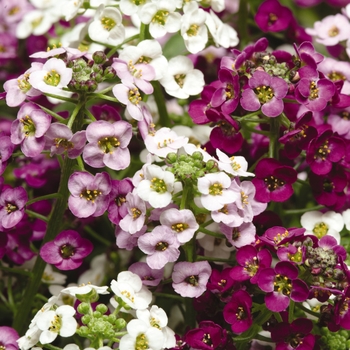 Lobularia maritima (Alyssum) - Clear Crystal&reg; Mix