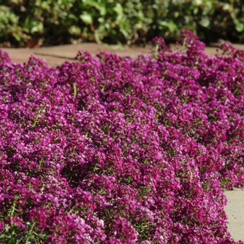 Lobularia maritima (Alyssum, Sweet Alyssum) - Clear Crystal&reg; Purple Shades