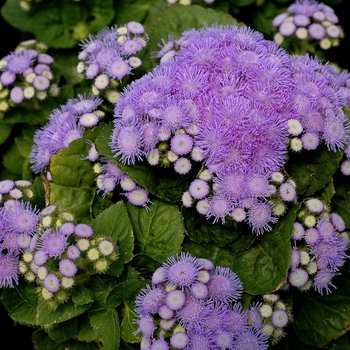Ageratum houstonianum - 'Aloha Blue' Floss Flower