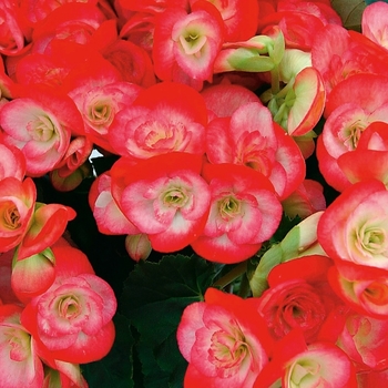 Begonia x hiemalis (Rieger Begonia) - Amstel 'Peggy'