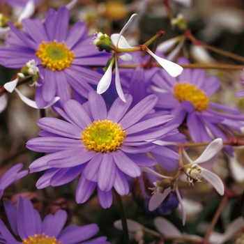 Brachyscome - 'Blue Zephyr&trade;' Brachysome