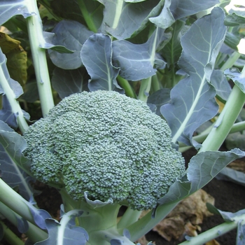 Brassica oleracea var. italica - 'Lieutenant' Broccoli