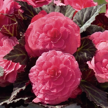 Begonia x tuberhybrida (Tuberous Begonia) - Nonstop&reg; 'Mocca Pink Shades'