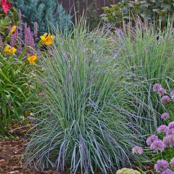 Schizachyrium scoparium - 'Twilight Zone' Little Bluestem
