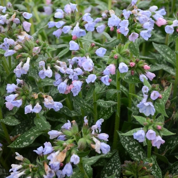 Pulmonaria - 'Twinkle Toes' Lungwort