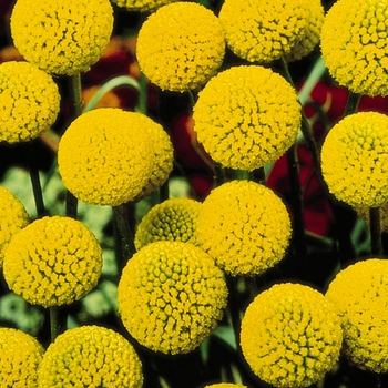 Craspedia globosa - Drumstick Flowers