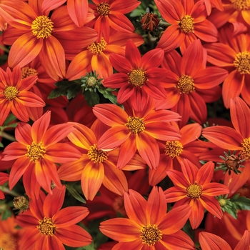 Bidens - Campfire&reg; 'Flame'