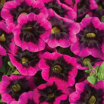 Calibrachoa - Superbells&reg; 'Blackcurrant Punch&trade;'