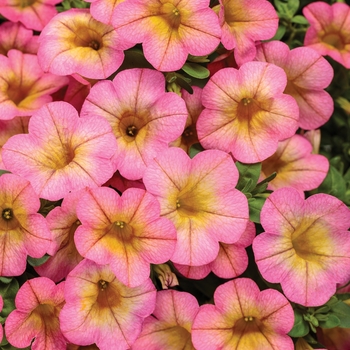 Calibrachoa - Superbells&reg; 'Honeyberry&trade;'