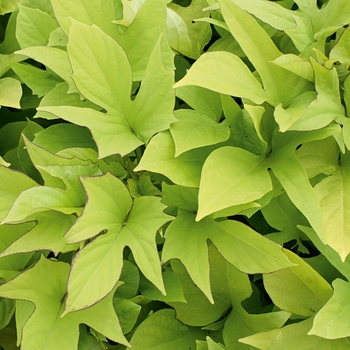 Ipomoea batatas - 'Sweet Caroline Light Green' Sweet Potato Vine