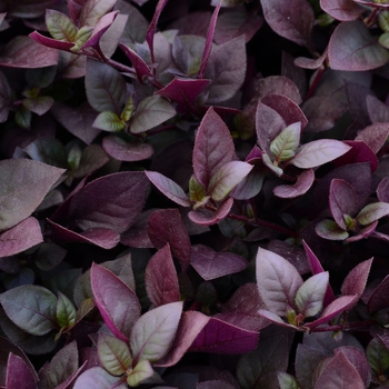 Alternanthera brasiliana - 'Purple Prince'