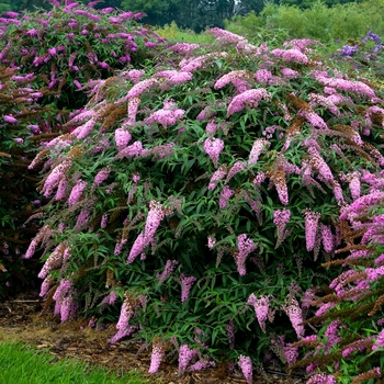 Buddleia davidii - 'Pink Cascade' Butterfly Bush