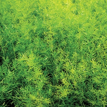 Asparagus densiflorus (Asparagus Fern) - Proven Accents&reg; 'Sprengeri'