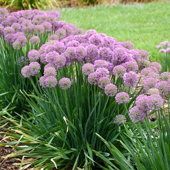 Allium - 'Serendipity' Ornamental Onion