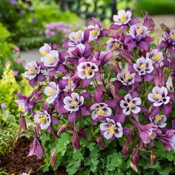 Aquilegia caerulea (Columbine) - Earlybird&trade; Purple White