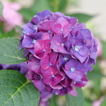 Hydrangea macrophylla - Bigleaf Hydrangea
