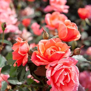 Rosa (Rose) - Knock Out&reg; Coral