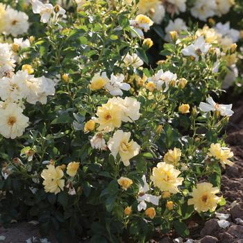 Rosa - 'Lemon Drift&reg;' Rose