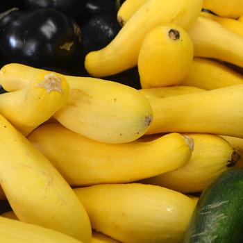 Cucurbita pepo - Summer Squash
