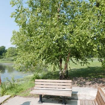 Betula nigra - River Birch