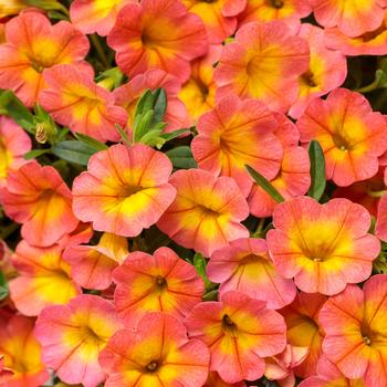 Calibrachoa - Superbells&reg; 'Coral Sun'